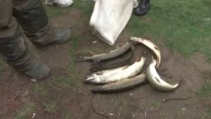 рыбалка на Кубани в Васюринской