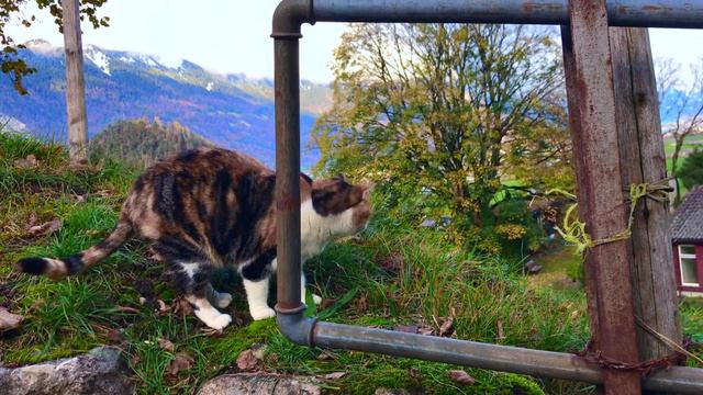 ШОК! КУДАЛЫК И ШВЕЙЦАРИЯ! смотреть онлайн