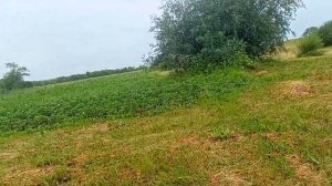 купил трактор т 40 и агрегаты к трактору купил поросят на племя большой огород сено попало под дожд