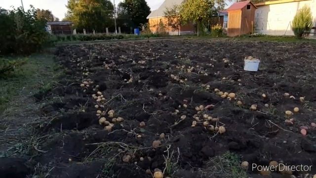 ВЫКОПАЛ КАРТОШКУ ХОРОШИЙ УРОЖАЙ. смотреть онлайн