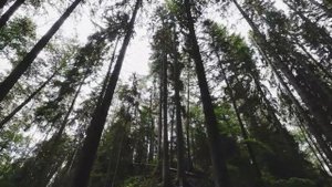 Экотропа Комаровский берег