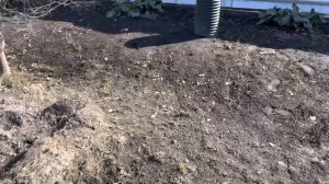 Виноград в открытом грунте после зимы. Екатеринбург.