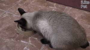 5 правил выбора миски для кошки