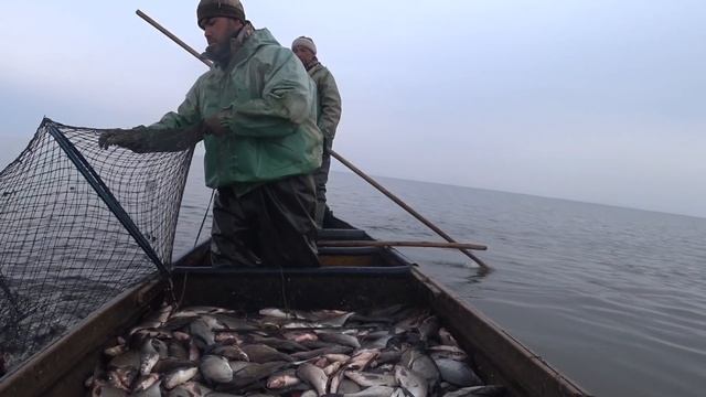 ТЮЛЕНЬ САЗАНЫ ЛЕЩИ СУДАКИ ЩУКИ ЗАЛИЛИСЬ РЫБОЙ В МОРЕ смотреть онлайн