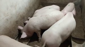 Суточный привес поросят на премиксе Алникор! Результат эксперимента.