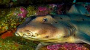 Самая маленькая акула, животные Северной Америки, бычья акула, калифорнийская акула