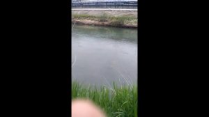 Вот он, вот он, вот он! Голавль моей мечты! (Balzer Sbiro Trout Crank)