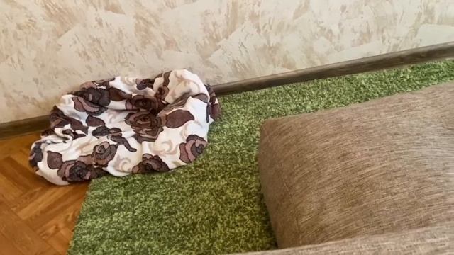 МОРИС ХОЧЕТ НА ДИВАН?/ ЕГО ВОСПИТАНИЕ В 1,5 МЕСЯЦОВ КАК У ВЗРОСЛОГО КОТА? смотреть онлайн