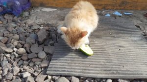 Кошка жует огурец.