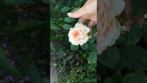 AMAZING SABRINA ROSE CLOSE UP|| QUAY CẬN CẢNH HOA HỒNG SABRINA, MÊ QUÁ ĐI MẤT