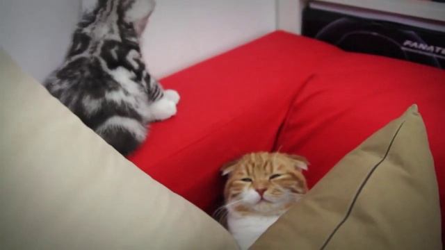 Котенок моет кота своего брата смотреть онлайн