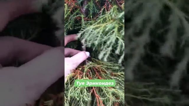 Туя вересковидная Эрикоидез #садсвоимируками #garden #хвойныйсад