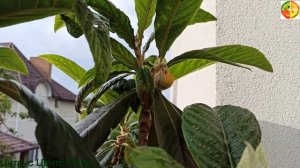 Мушмула японская плодоношение