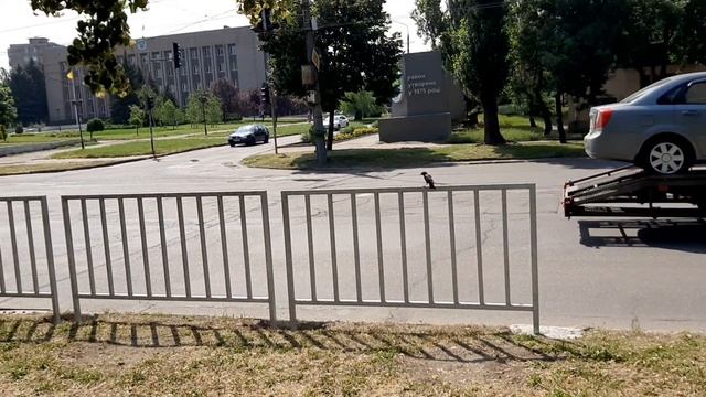 Что за птички, может скворцы?
г. Кривой Рог,  Саксаганский р-н, ул. Мелешкина, 23.06.2023