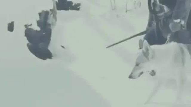 Вот что значит волк смотреть онлайн