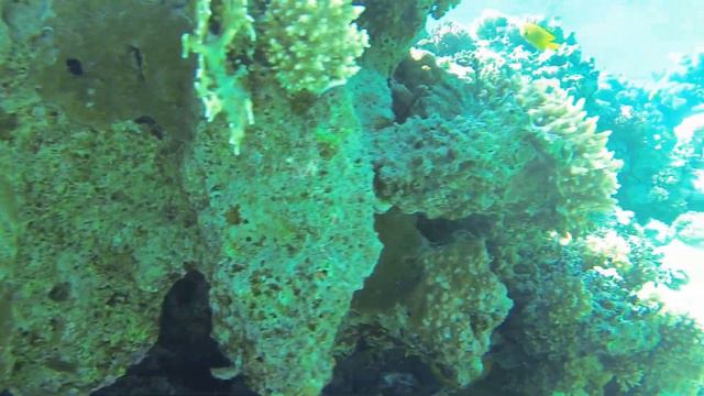 Обитатели красного моря. Рыба вымпельная бабочка, кораллы смотреть онлайн