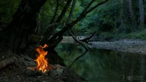 Пересадка груши на новое место весной