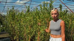 Живые изгороди: Ивы