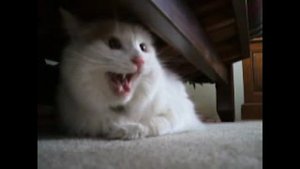 Кот шипит