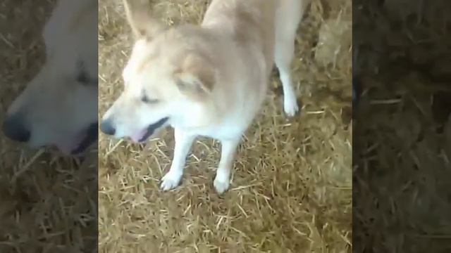 Счастье даром помощь животным(2) смотреть онлайн