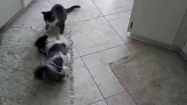 Вольная борьба кота с собакой! смотреть онлайн