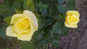 Роза Лимона (Limona rose)