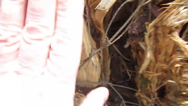 Необходимость пропитки древесины антисептиками смотреть онлайн