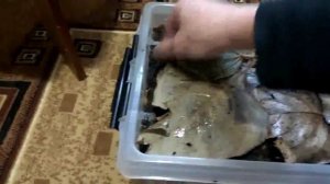 Хранение червей зимой