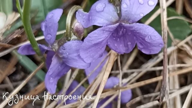 ТРИ дела которые нужно сделать До БЛАГОВЕЩЕНИЯ 7 апреля. Благовещение Пресвятой Богородицы. Молитва