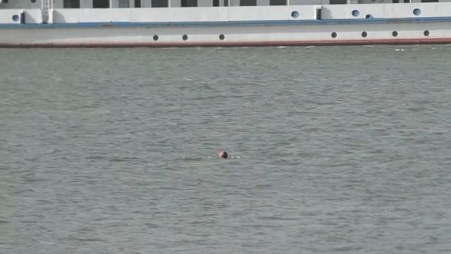 Дядька Черномор. Октябрь в Ростове на Дону смотреть онлайн