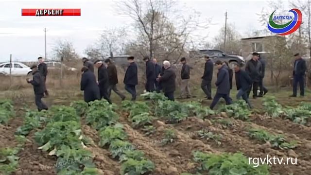 В Дагестане презентовали новые сорта капусты смотреть онлайн