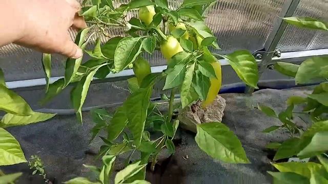 23 июня Обзор дачного участка Первое ведро огурцов! смотреть онлайн