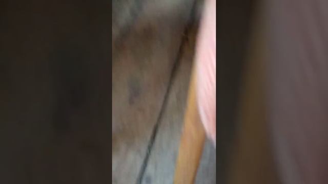 нашли Ёжика в деревне и он ест корм моего кота смотреть онлайн