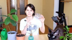 Выращиваем манго в квартире. Как извлечь семя манго из косточки, прорастить и посадить.