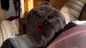 Басик сломал лапку?! Сон глазами Басика.