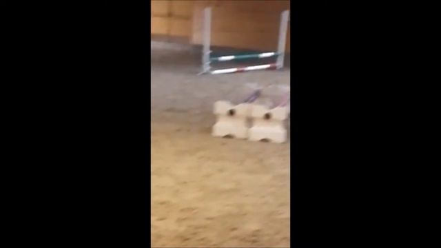 camelia sprang смотреть онлайн