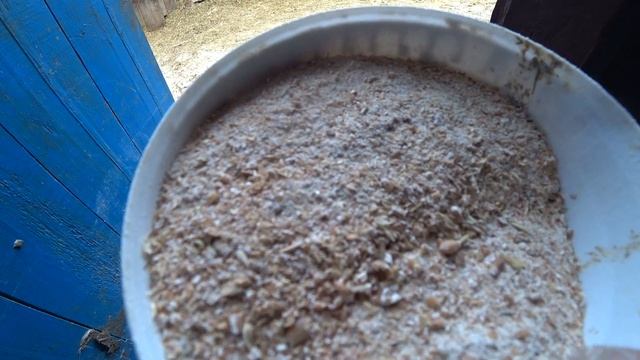 СОДЕРЖАНИЕ БЫКОВ В ЗИМНИЙ ПЕРИОД
