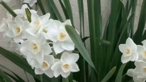 Paperwhite daffodils (narcissus tazetta)@ wandering sis mel