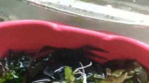 Запуск аквариума после устранения течи!