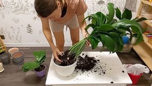 Большая пересадка комнатных растений//Озеленение квартиры с нуля
