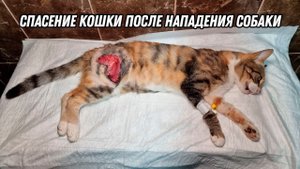Спасение кошки после нападения собаки! Кошка ужасно изранена!