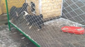 Восточносибирские лайки (щенки)