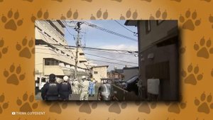 Кинг Конг Против Годзиллы — Самые Опасные Существа