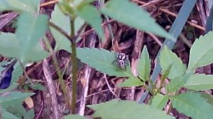 Чёртова ромашка, вредный сорняк