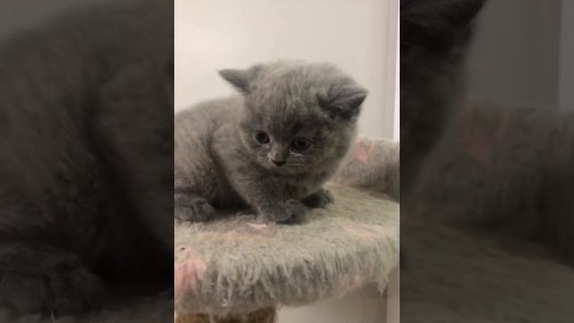 Шикарный британский котёнок. Девочка. 1 месяц