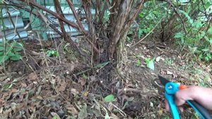 Обрезка жимолости. Омолаживание куста