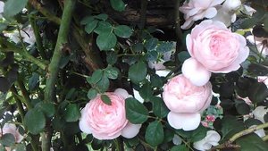 Цветение:Розы, многолетники-1 июня; роза Квин оф свиден (Остин) - описание сорта?