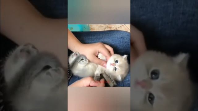 Cute little kittens doing funny things 🐈🐈🐈 | Kittens Playing