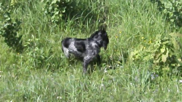 Рэм на старице смотреть онлайн