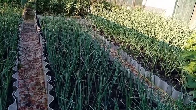 ?Солнце беспощадно сжигает все.?Вести с дачи на 10.06.2023г.?Дела томатные.? смотреть онлайн